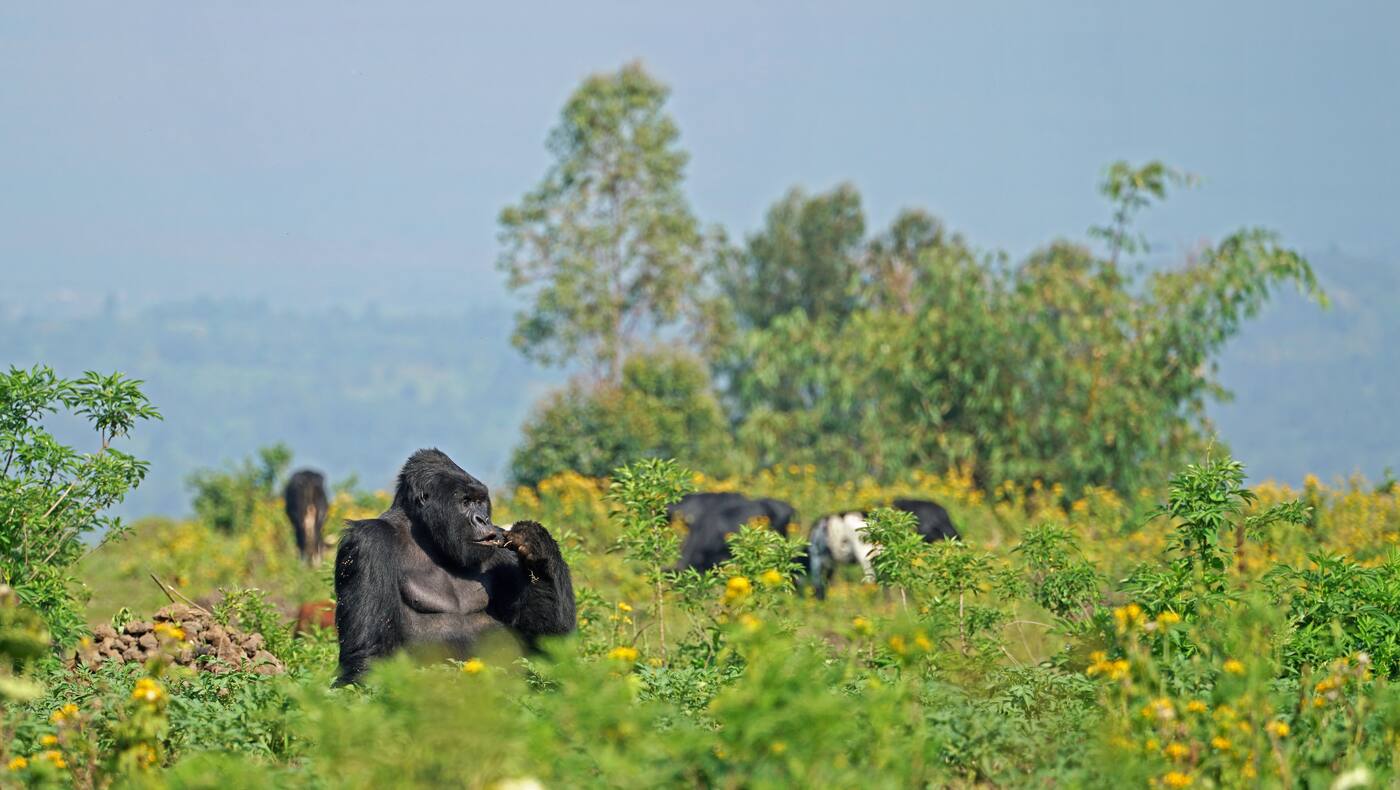 Virungas Berggorillas Reise