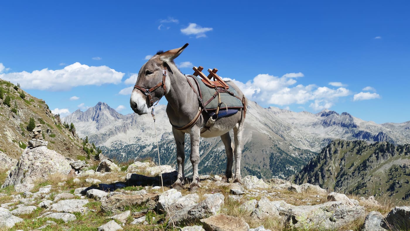 Mit dem Esel durch die französischen Alpen