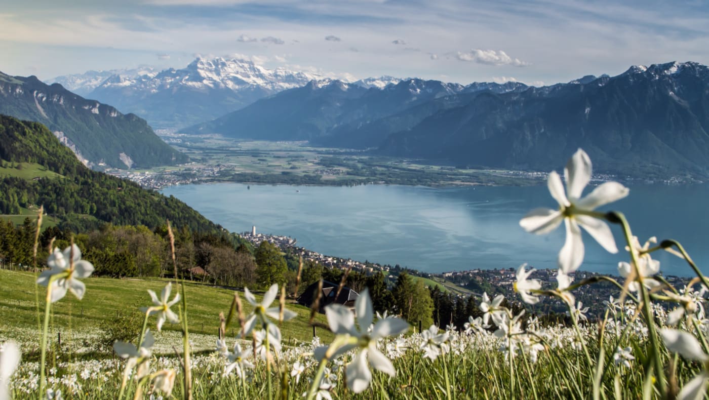 Der Narzissenweg: Blütenpracht und sagenhafte Aussicht auf den Genfersee