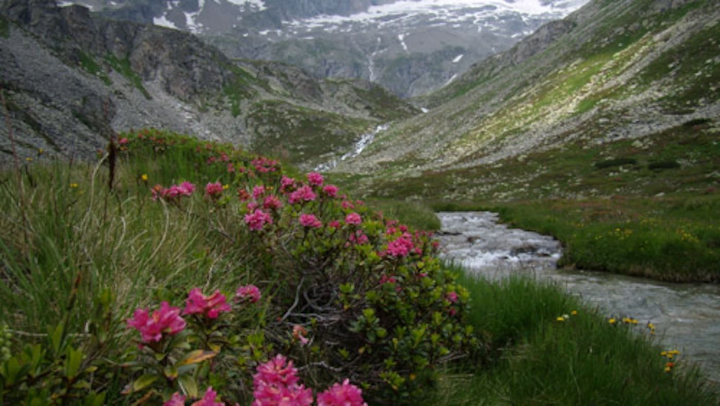 Das Zillertal - hier mitten im Hochgebirgsnaturpark Zillertaler Alpen
