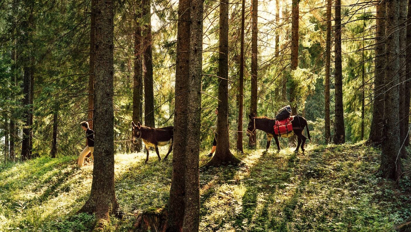 Eselwanderung im Wald.
