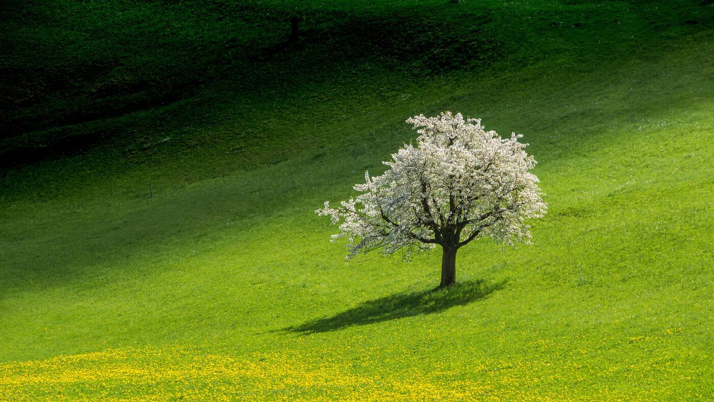Schweiz: Kirschbaum im Fricktal