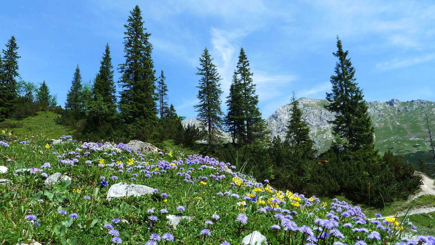 Blumenpracht im Naturpark Karwendel