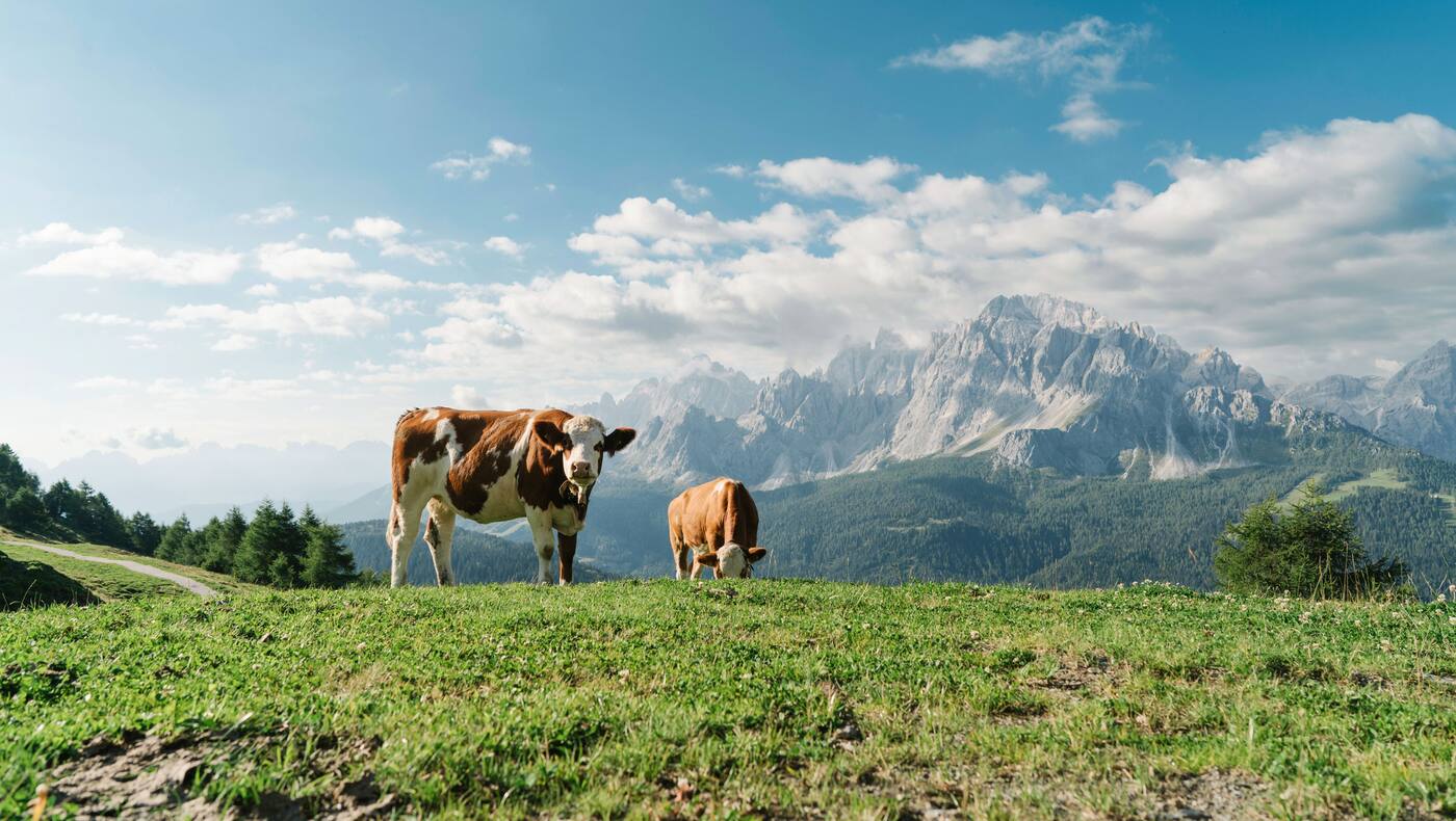 Dolomiten: Kühe auf der Klammbachalm in Südtirol