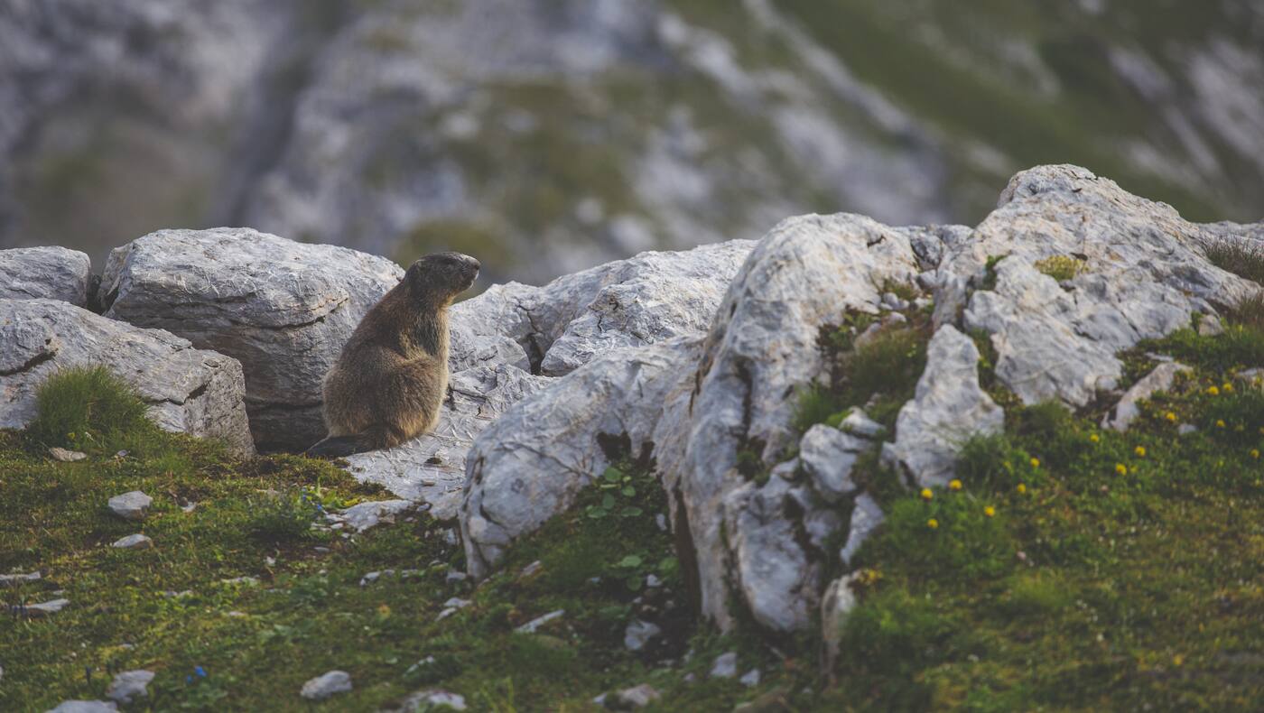 Murmeltiere hautnah erleben – in heimischen Nationalparks ist das keine Seltenheit.