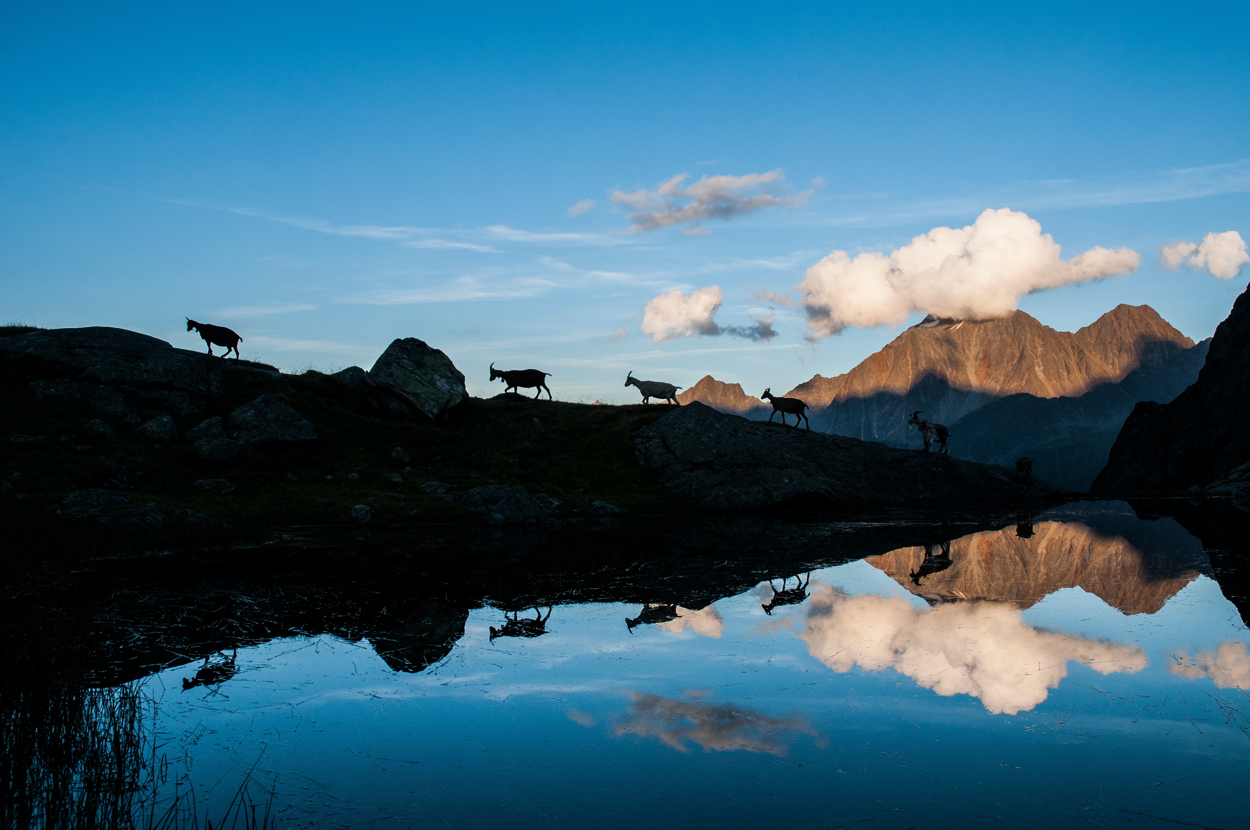 Auf ihrem abendlichen Heimweg kommen die Ziegen an diesem See nahe der Neuen Regensburger Hütte vorbei. Im Hintergrund ist der Habicht zu sehen