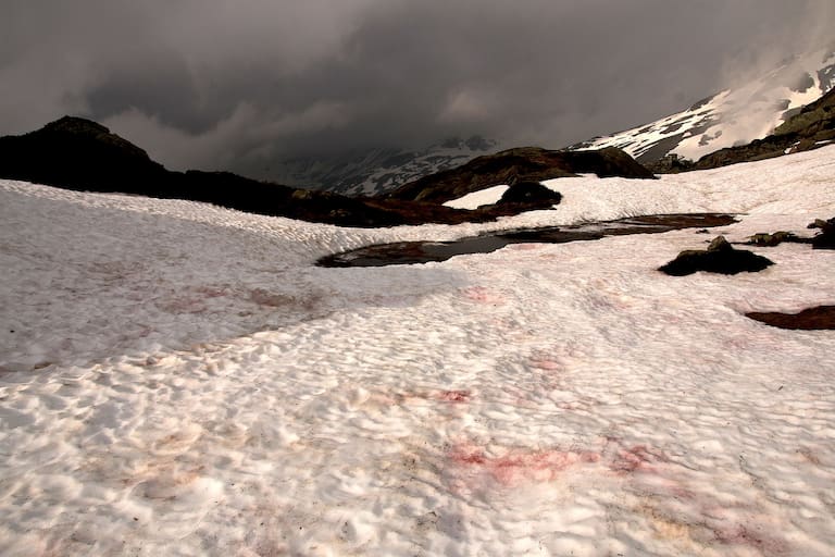 Rote Schneealgen am Simplonpass (2.130 m) in den Walliser Alpen