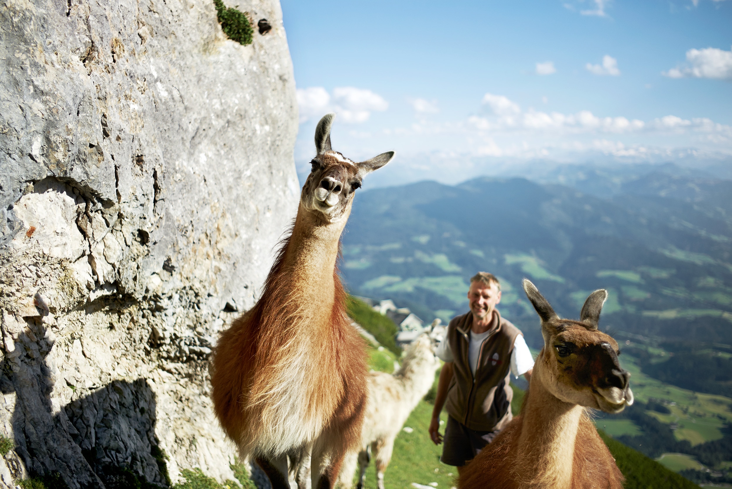 Lamas auf der Werfener Hütte im Salzburger Tennengebirge