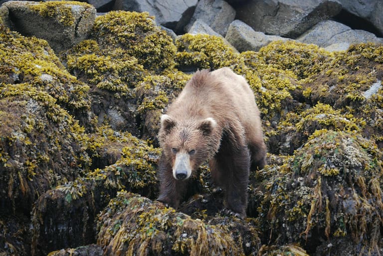 Braunbär