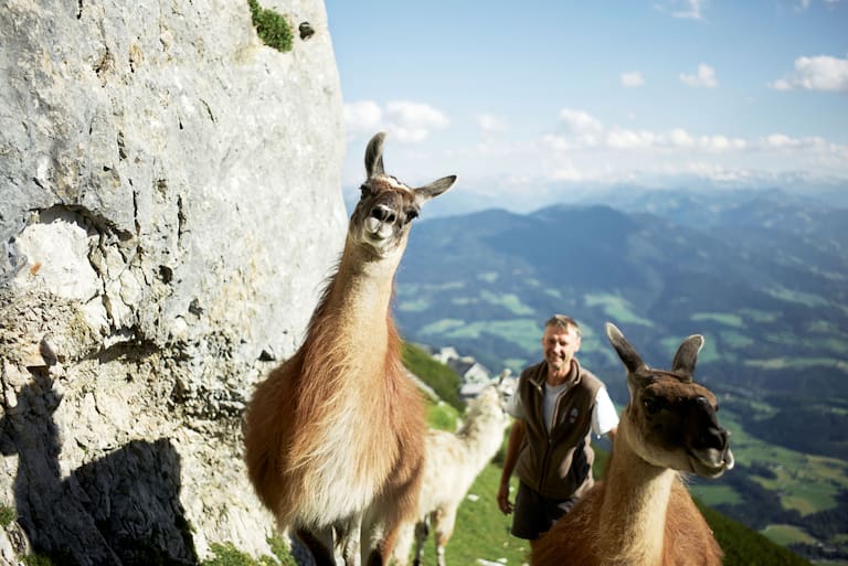 Lamas Werfener Hütte