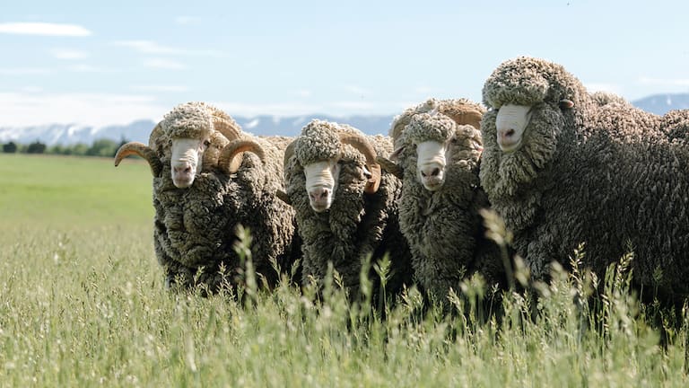 Mit der Qualitätsstrategie Sheep-to-Shop kontrolliert Devold lückenlos jeden Schritt – vom Schaf bis in den Handel.