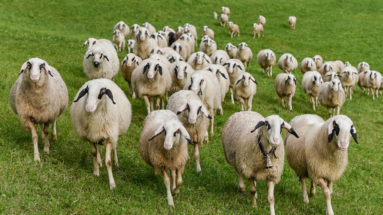 Dank ihrer Wolle sind die Schafe bestens für das alpine Leben gerüstet. 