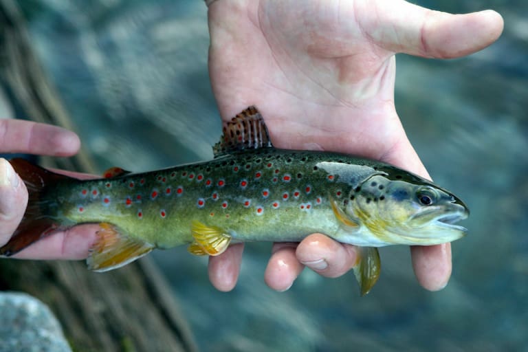 Bachforelle Fliegenfischen Zillertal