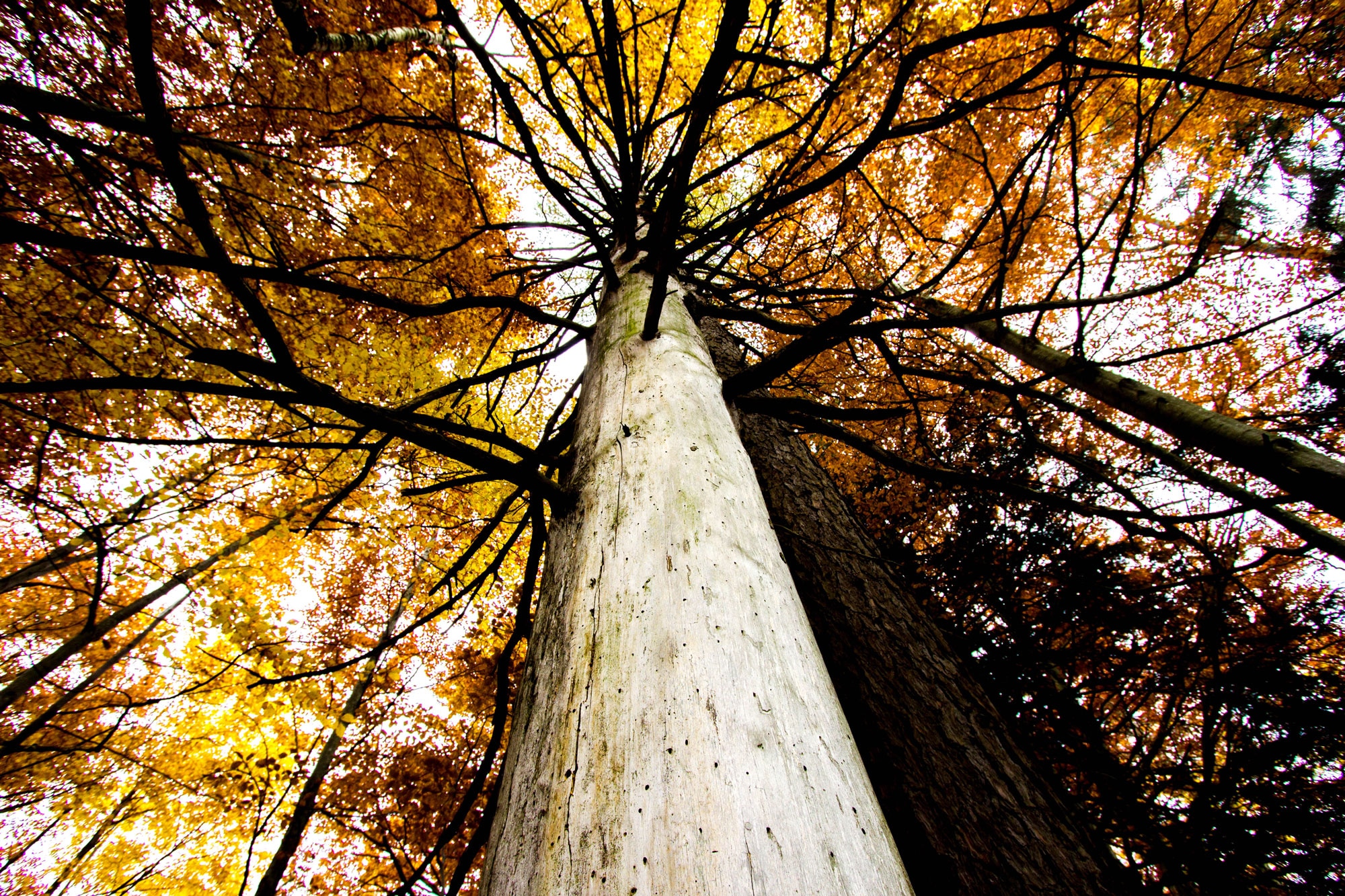 Wissen: Warum färbt der Herbst die Blätter bunt? | Bergwelten