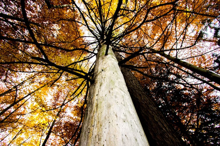 Ein Wald voller bunter Blätter