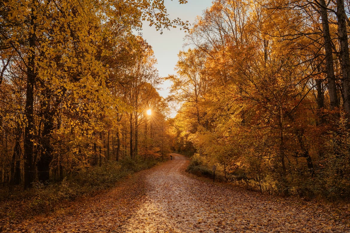 Gibt es etwas Schöneres, als mit dem Bike durch das goldene Herbstlaub zu sausen?