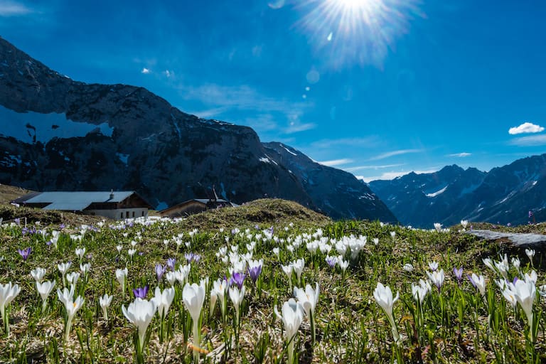 Nicht nur die Krokusse stehen dieser Tage in voller Blüte (Foto: Hochalm im Karwendel)