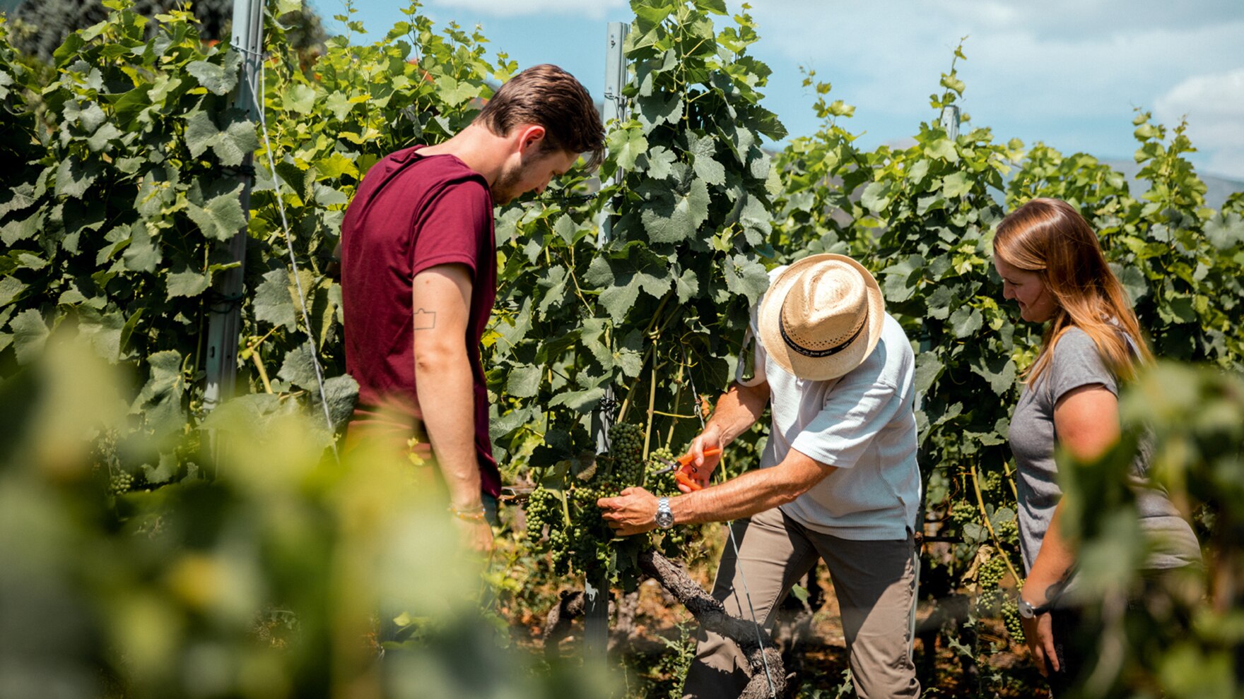 Das traditionsreiche Weingut Domaine Chevaliers in Salgesch umgeben von 80-jährigen Rebstöcken.