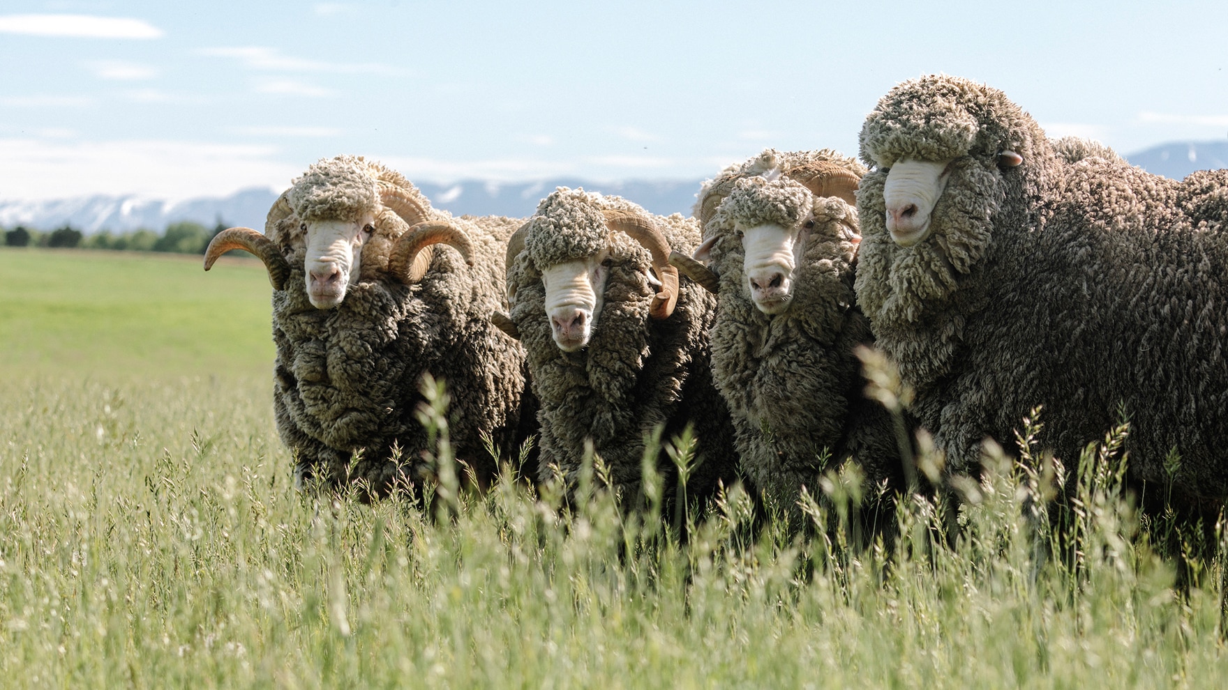 Über das Etikett am Produkt können Kunden die Herkunft der Wolle bis zum Schaf nachvollziehen.