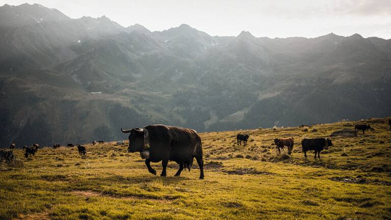 Die Eringerrasse ist eine alte Haustierrasse, welche hauptsächlich im Wallis und im Aostatal gezüchtet wird. 