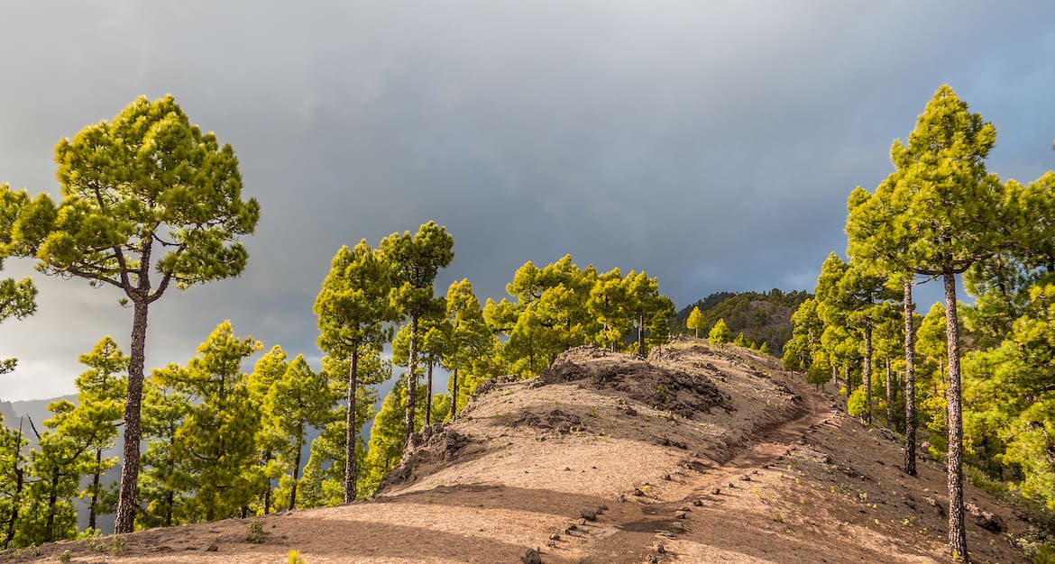 Kiefernwald auf La Palma