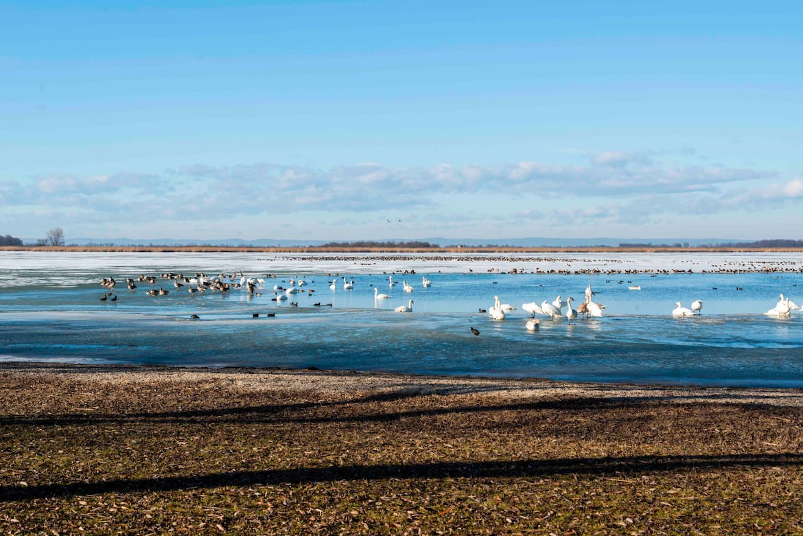 An Seen lassen sich Vögel im Winter besonders gut beobachten.