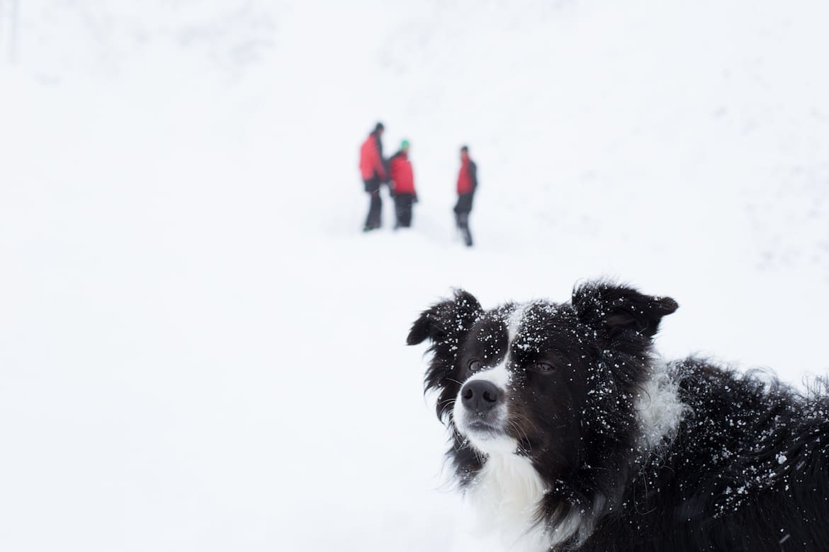 Lawinensuchhund