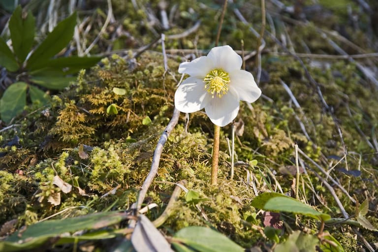 Schneerose