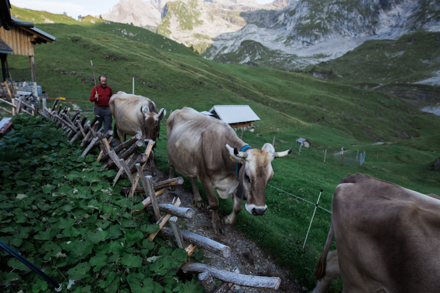 Sepp treibt die Kühe in den Stall auf der Alp Oberfeld (1.860 m)