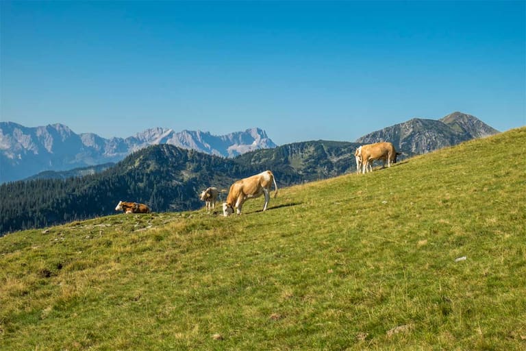 Der Anstieg auf den Simetsberg führt über schöne Almwiesen.