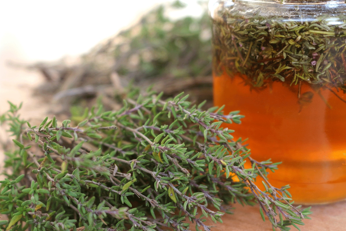 Thymian ist als Tee, Honig und Sirup eine beliebte Hustenpflanze