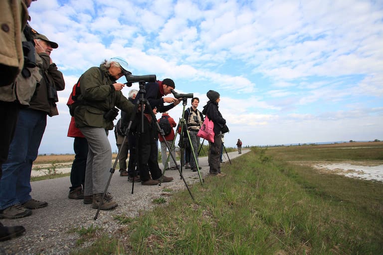 Vogelbeobachtung im Nationalpark Neusiedlersee - Seewinkel