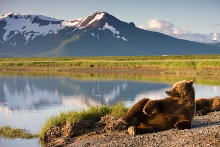 Ein Grizzly sonnt sich im Katmai-Nationapark
