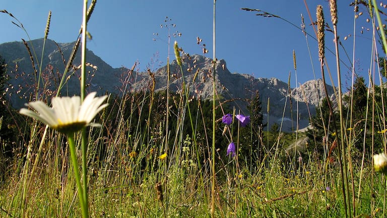 Almwiese in den Alpen