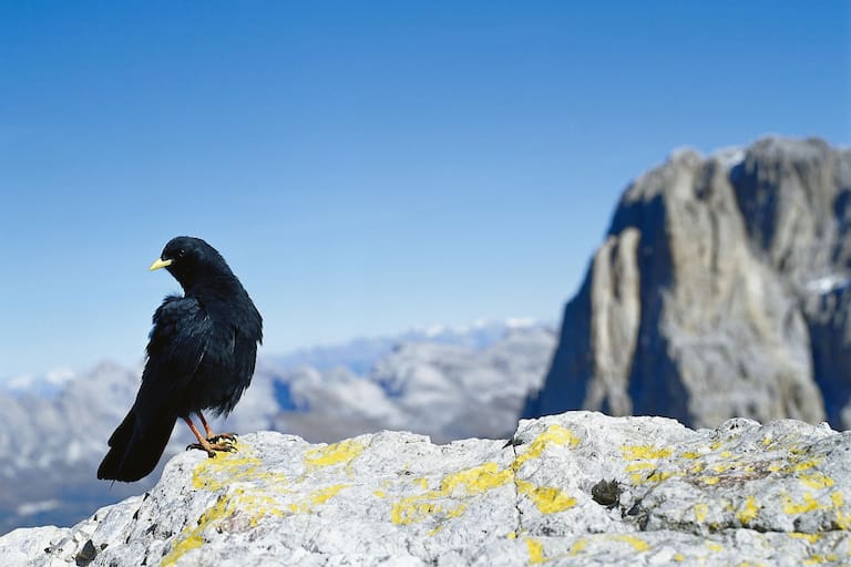 Berg-Know-How: Tiere der Alpen