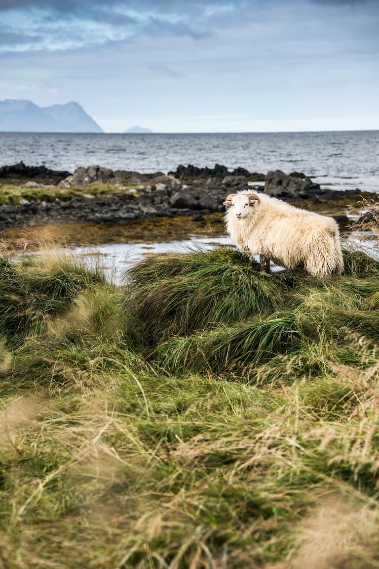 Islandschaf im Wind an dicht bewachsener Küste von Island 