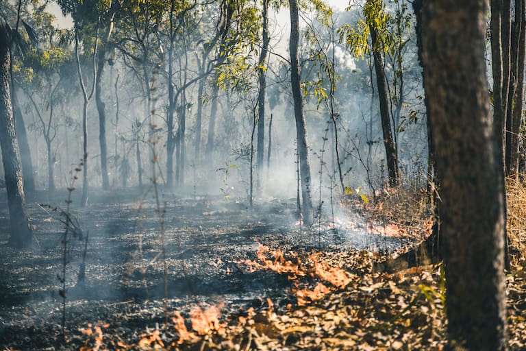 Brennender Wald im Northern Territory