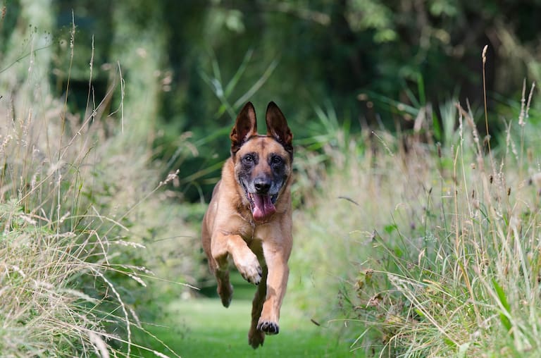 Energiegeladen: der Belgische Schäferhund