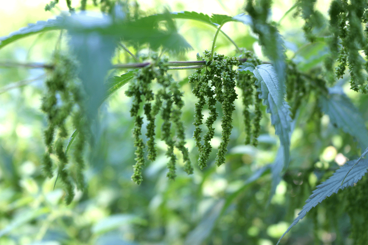 Weibliche Brennnessel sind grün, kantig und hängen in Trauben herab