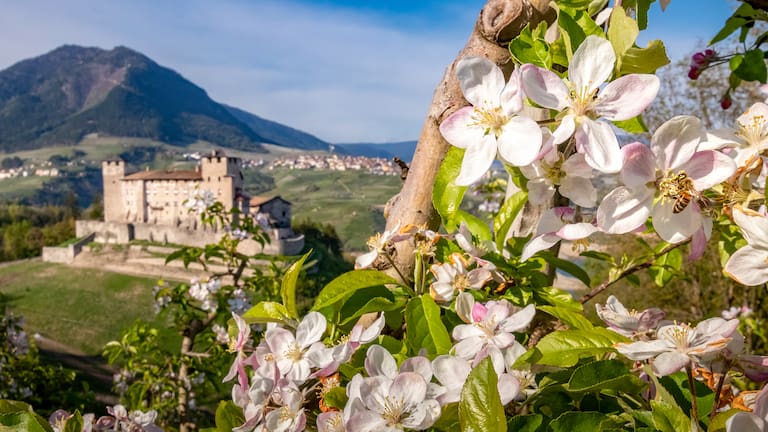 Die Apfelblüte hüllt das Val di Non in einen herrlichen Duft.