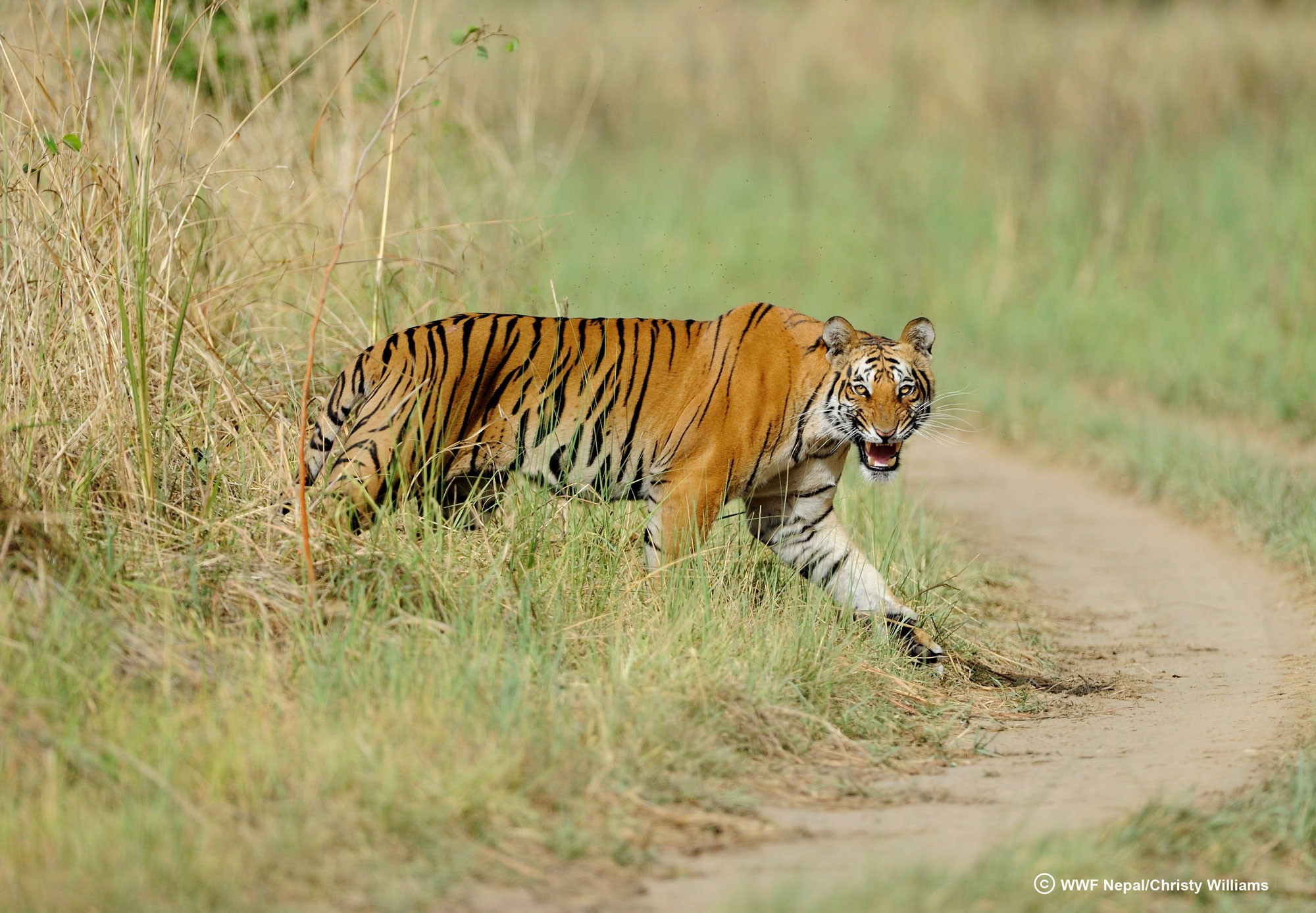 Tiger WWF