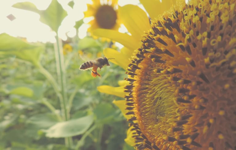 Die Biene gilt als einer der wichtigsten Bestäuber im Tierreich der Insekten
