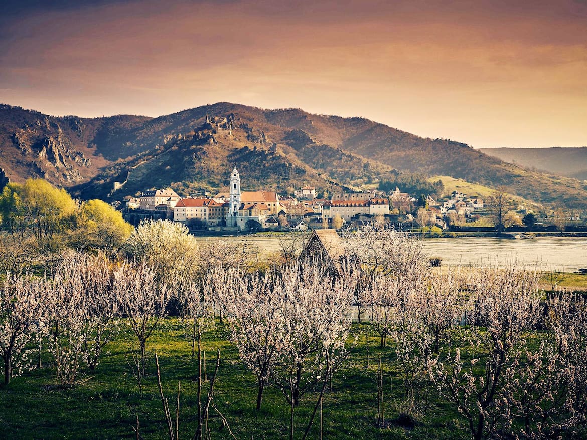 Blühende Marillenbäume vor Dürnstein, dessen blauer Turm das Wahrzeichen der Wachau ist. 