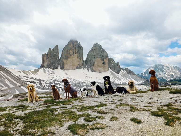 Neun Hunde vor den Drei Zinnen in den Dolomiten.