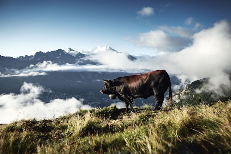 Eringer-Stier aus der Schweiz