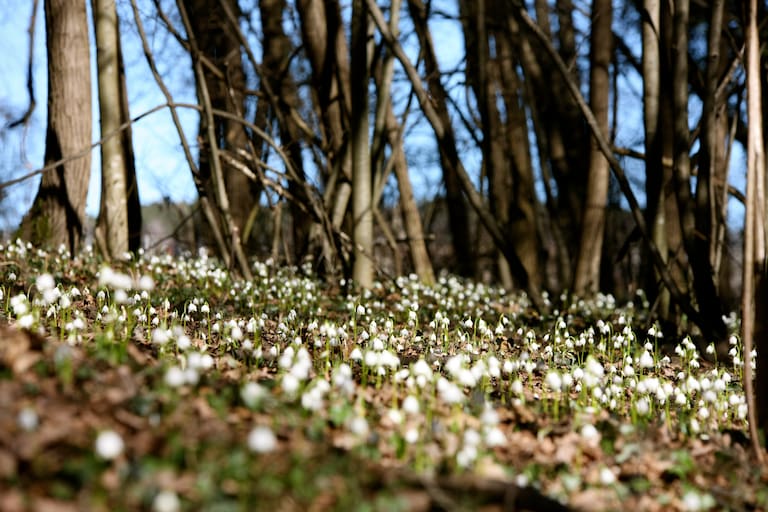 Frühlingsboten im Frühlingstal, Südtirol