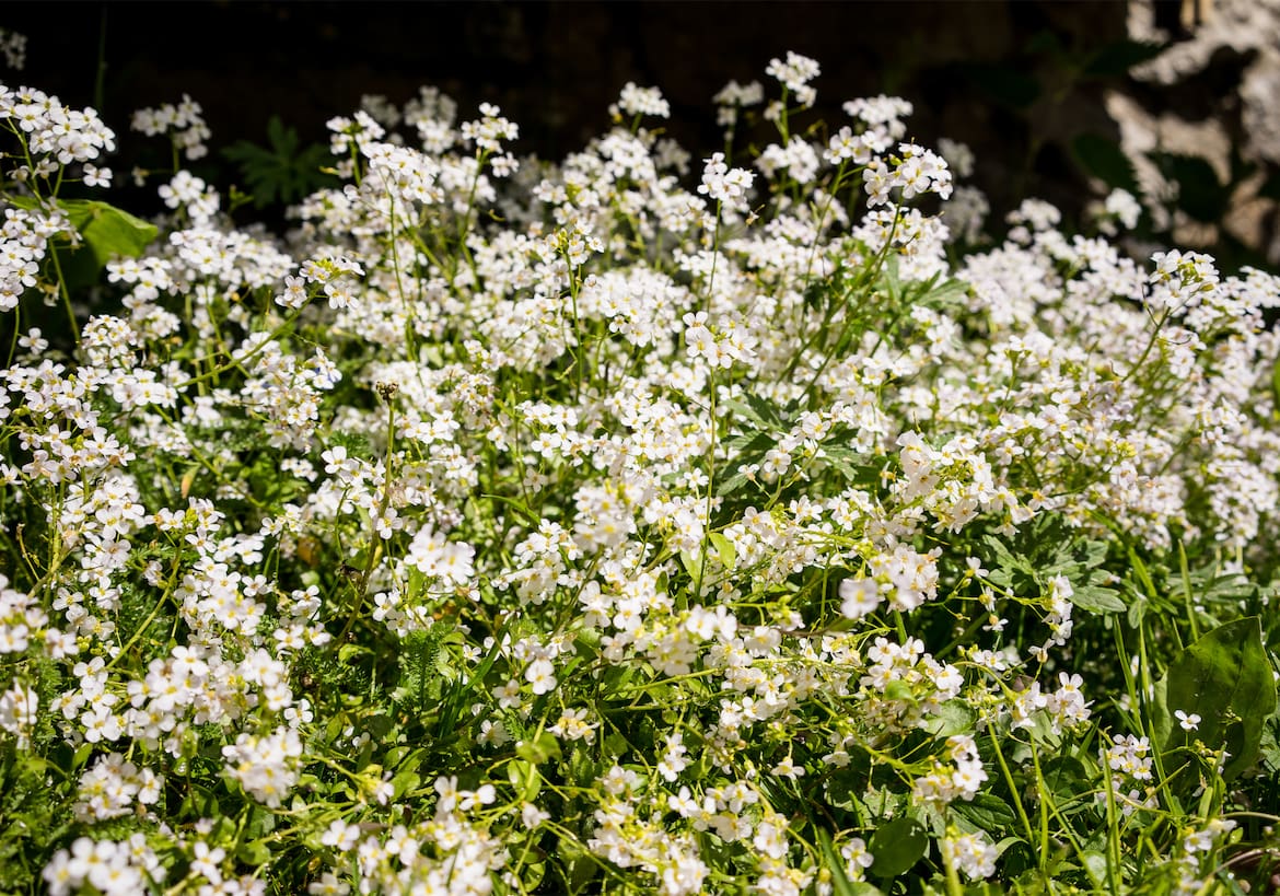 Weiß-blühende Blumen.