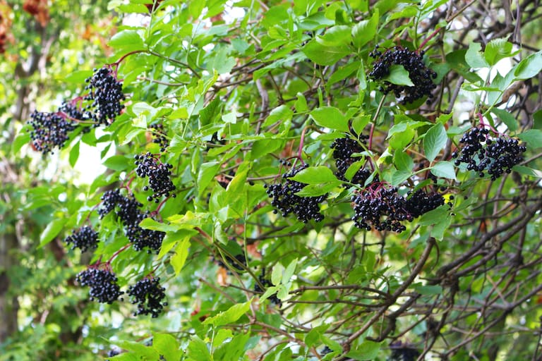 Hollerstrauch: Die schwarzvioletten Früchte des Holunders