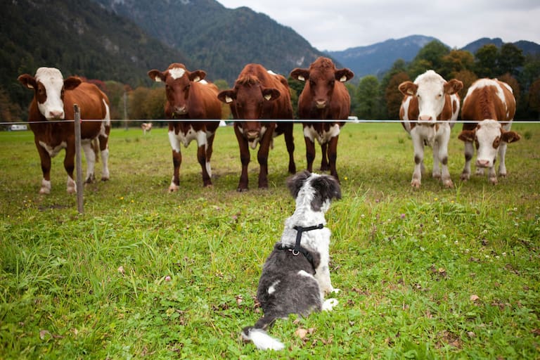 Hund und Kühe im Salzburger Land