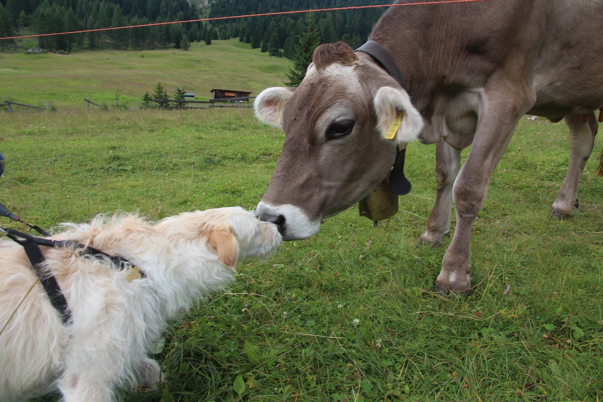 Hund begrüßt eine Kuh
